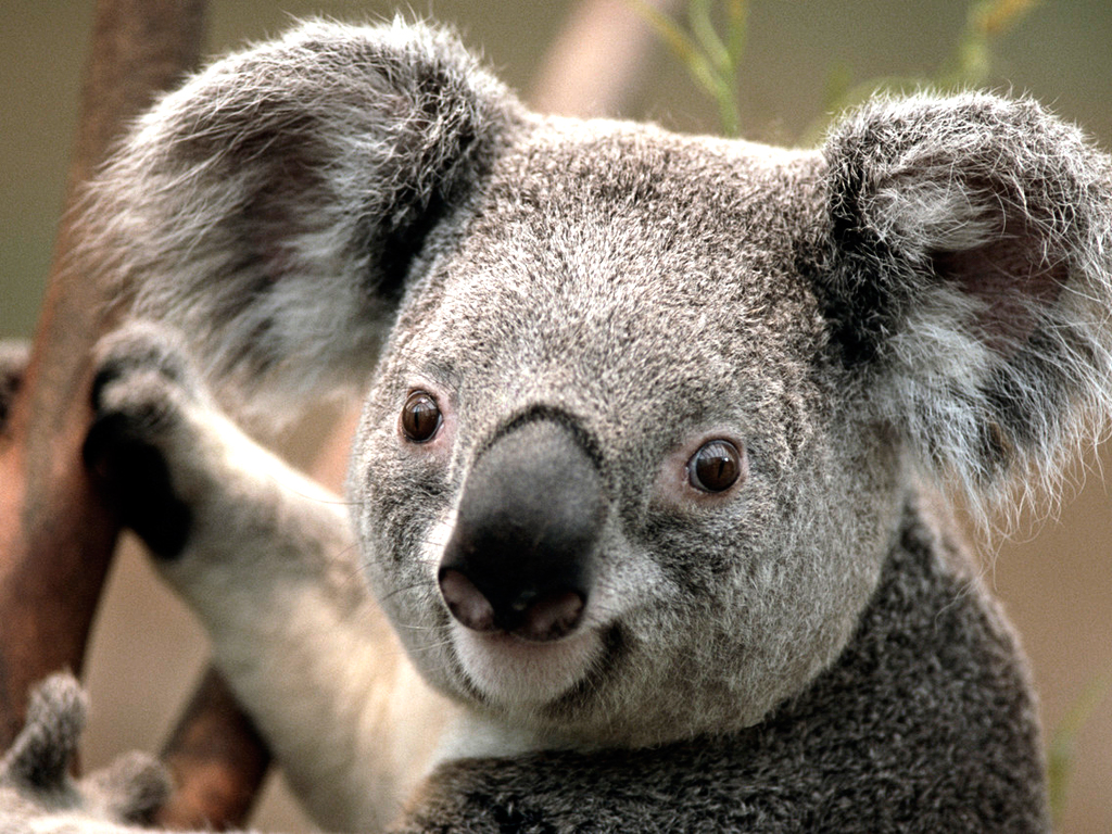 /media/uploads/Arya/koala.jpg