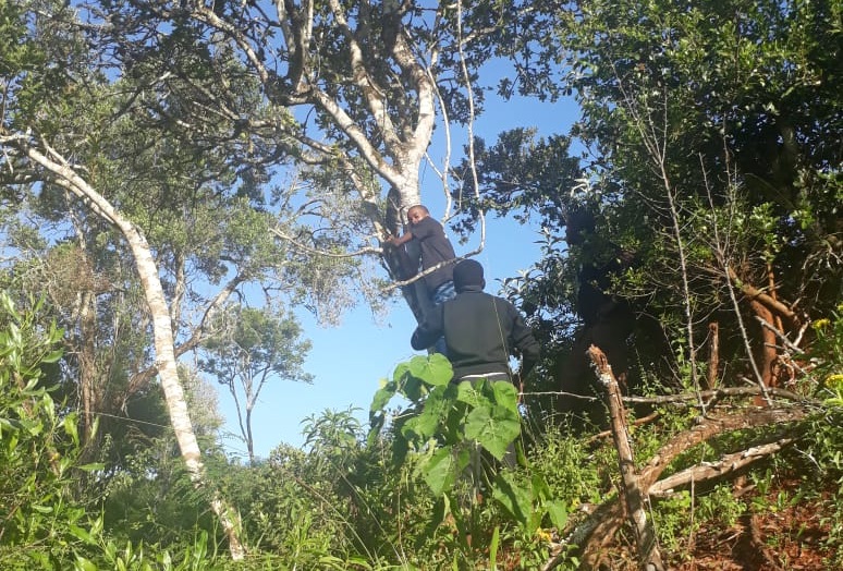 Climbing trees to place sensors at DSA 2018