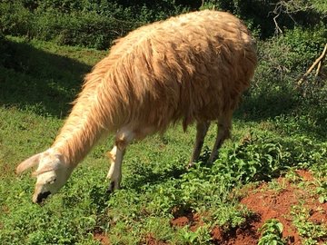 Llama living in the DKUT conservancy